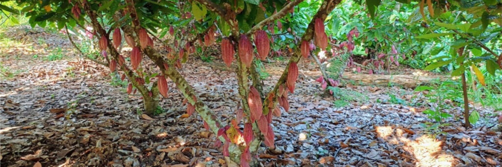 ascc mesa de trabajo 1