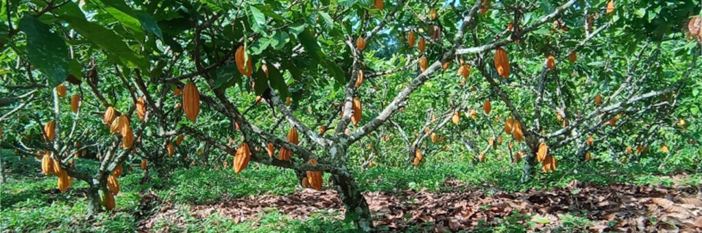 cacccc mesa de trabajo 1