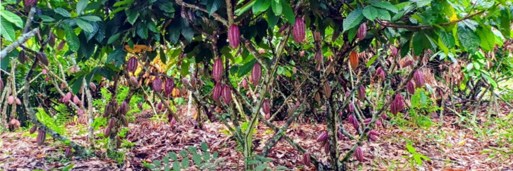 cac mesa de trabajo 1